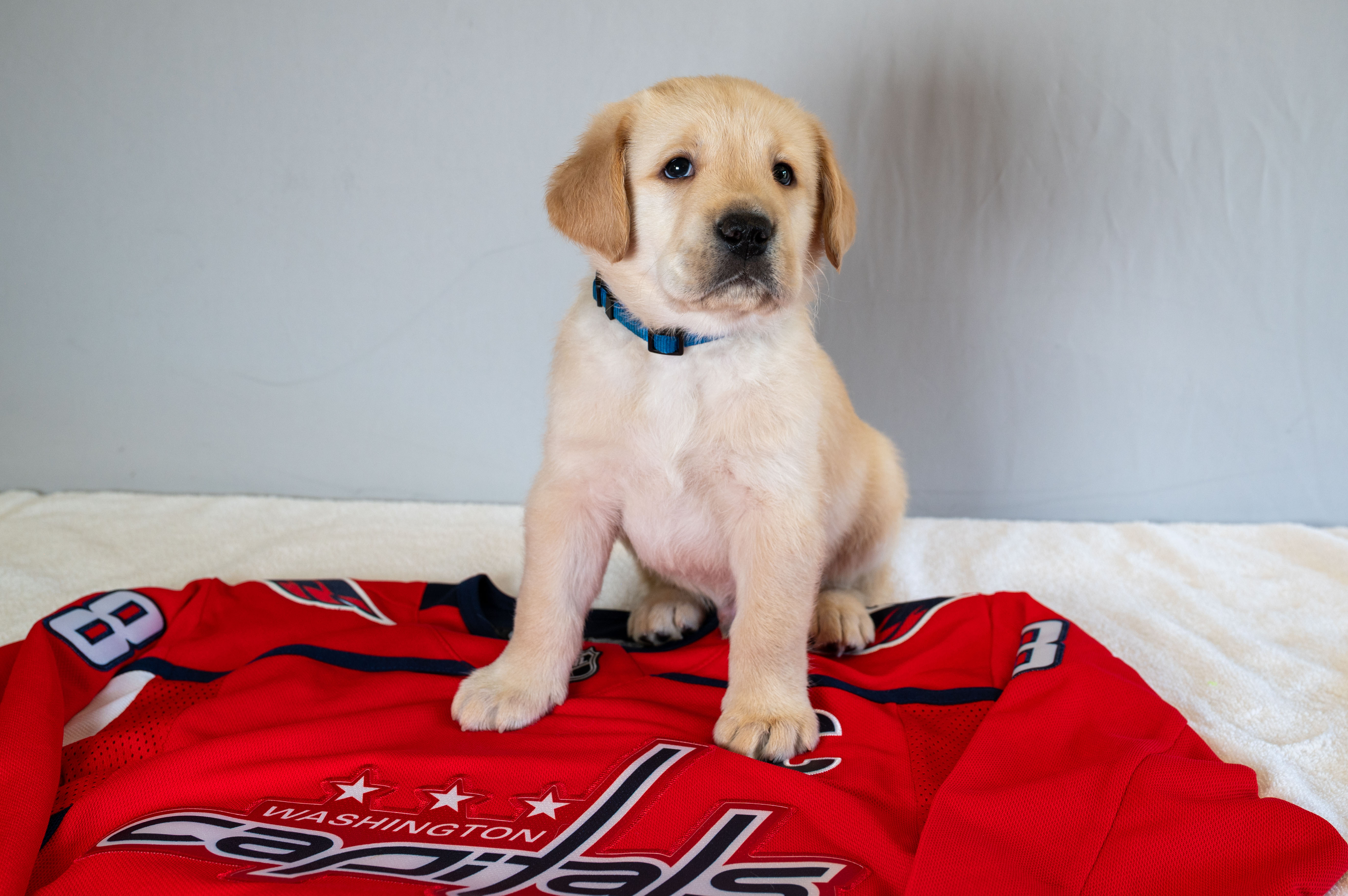 A labrador retriever puppy